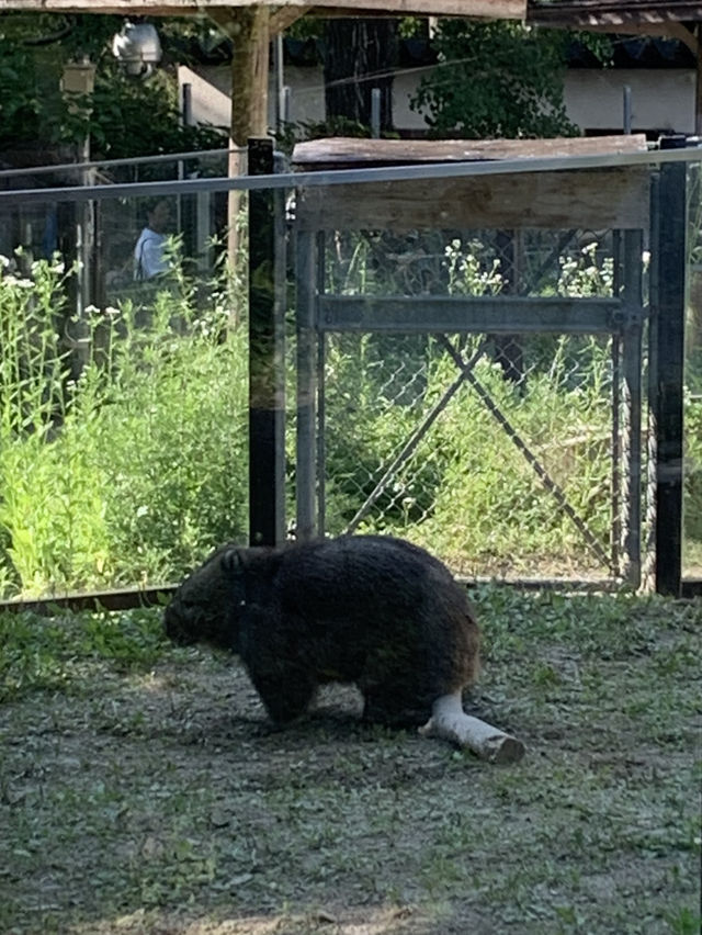 【大阪🇯🇵】ウォンバットに会える無料の動物園？！