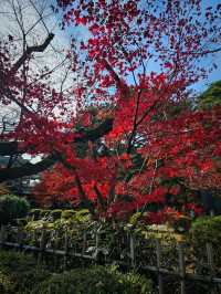 Gotokuji Temple วัดแมวกวัก