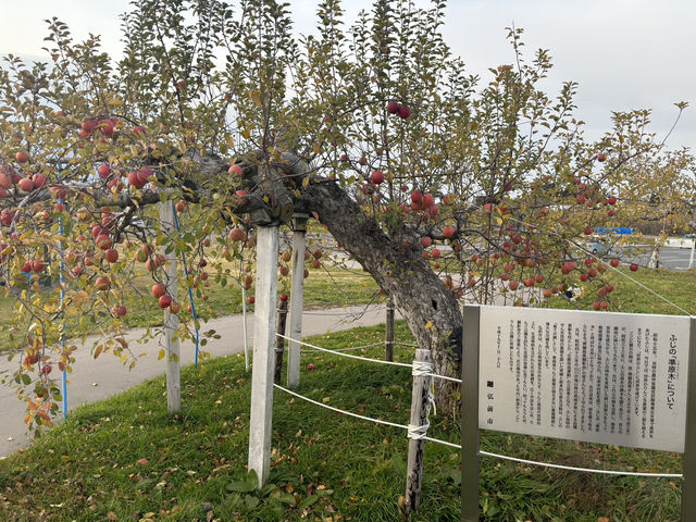 🍎 Apple Wonderland in Hirosaki – A Family Delight!