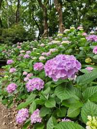 超美！福岡季節限定的紫陽花園