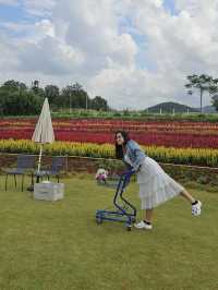 ✨Blossom Bloom Bliss – A Fairytale Café in Khao Yai