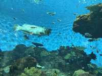 実は九州イチの大きさ！いおワールド鹿児島水族館