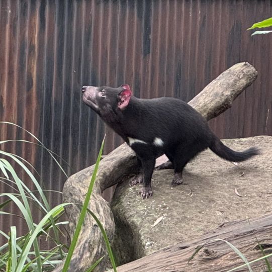 Animals and Theme Parks
