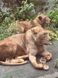 A Perfect Blend of Nature and Wildlife