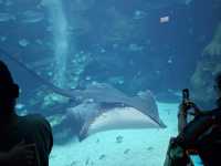夢幻光影海底世界、南美海獅秀、打卡限定周邊一次滿足！