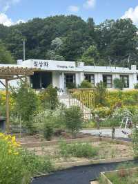 🌼 폐교가 꽃피운 휴식 공간, 일상화카페