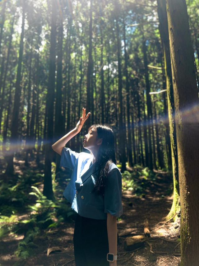🌴✨“제주도 알차게 즐기기! 사려니숲길·지브리샵·워터랜드·981파크·주상절리대 총정리”✨🌴
