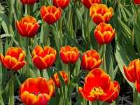 A Colorful Day at Zhongshe Flower Farm, Taichung