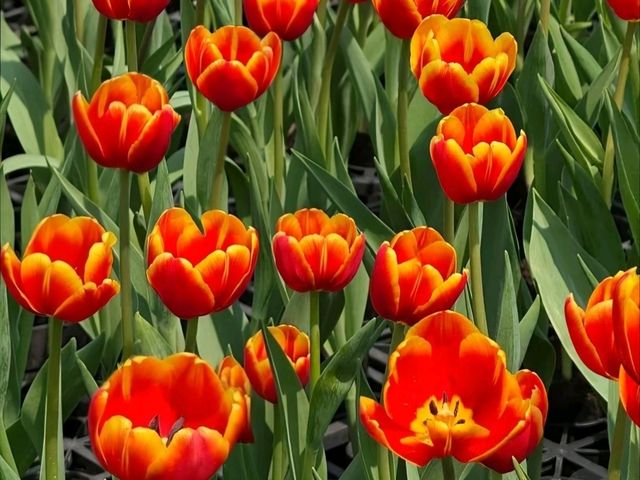 A Colorful Day at Zhongshe Flower Farm, Taichung