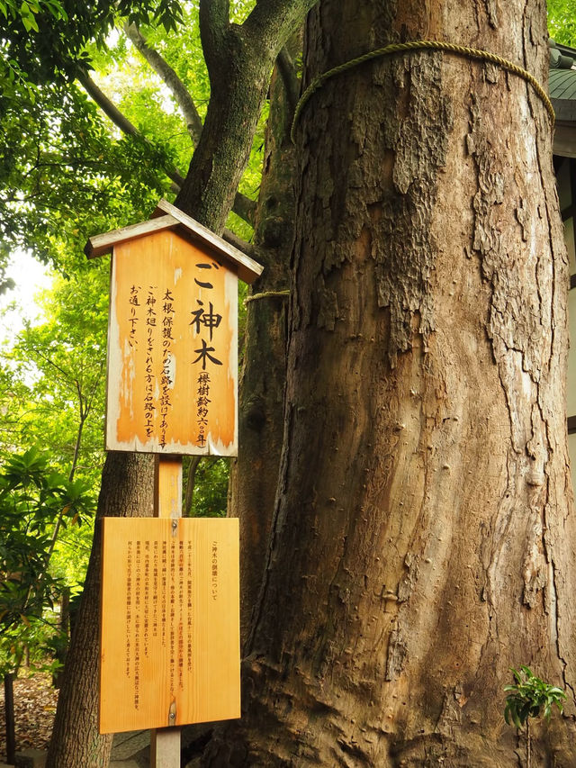 🇯🇵 Tokyo Spot | A Leisurely Stroll through Ueno Park