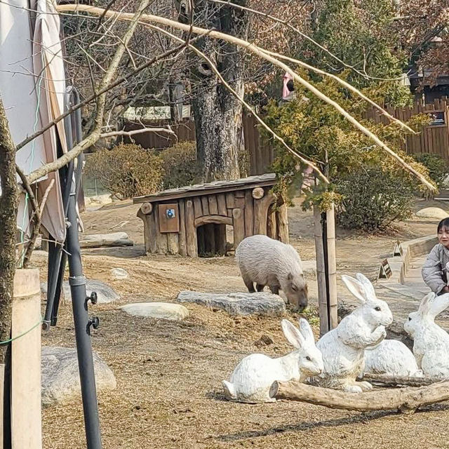 Thrills and Blooms: Everland’s All-Day Adventure 🇰🇷
