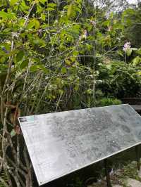 Spice Trails: A Journey Through Penang’s Botanical Wonderland