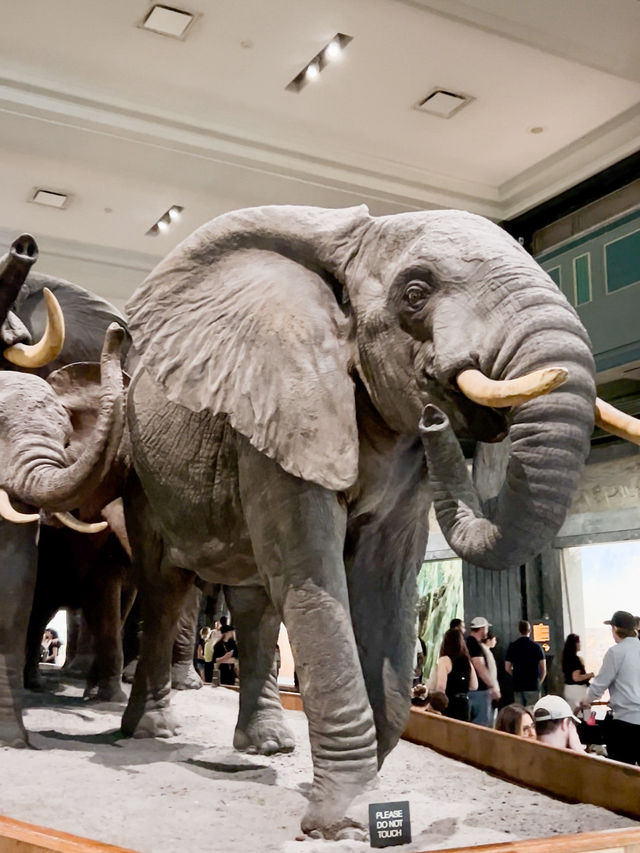 Unleash Your Inner Explorer: A Fun-Filled Adventure at the American Museum of Natural History!