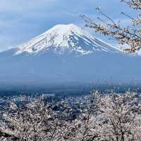 新倉山浅間公園 | 富士山賞櫻絕景聖地 🌸⛰️