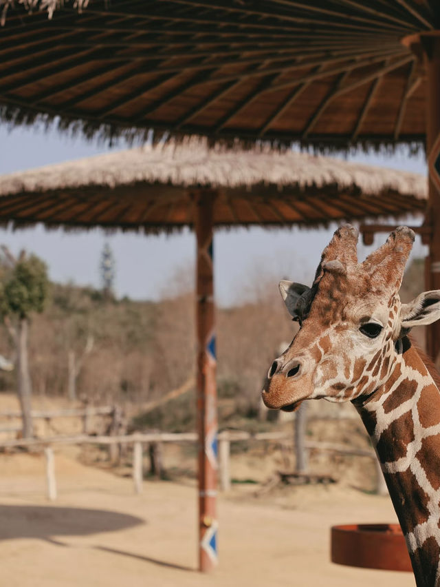 🦒 โลกของสัตว์ป่าสุดมหัศจรรย์ในหางโจว
