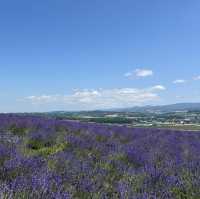 Hinode Lavender Garden: A Solo Traveler’s Purple Paradise in Hokkaido"** 🪻🏔️   