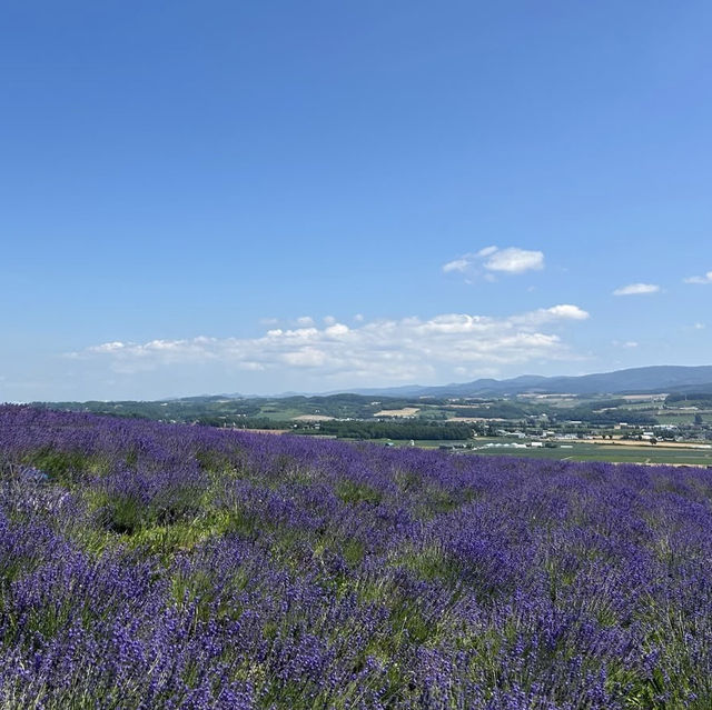 Hinode Lavender Garden: A Solo Traveler’s Purple Paradise in Hokkaido"** 🪻🏔️   