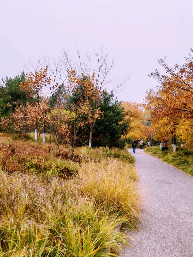 Autumn Splendor in Olympic Forest Park