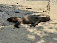Komodo National Park