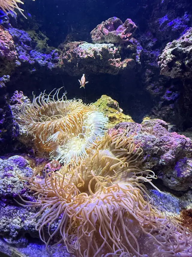 《桃園X park》珊瑚潛行:回到海的夢中。