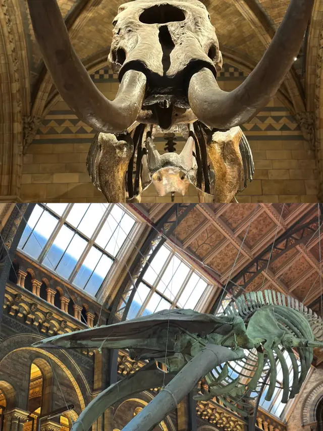 Time’s Cathedral: Where Whales Fly & Dinosaurs Dream