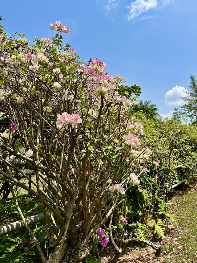 A Fairytale-Like Escape: Vine Garden, Taman Botani Putrajaya A Fairytale-Like Escape: Vine Garden, Taman Botani Putrajaya