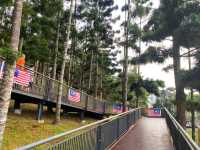 Pine Walk at Taman Saujana Hijau – Where Trees Are Taller Than Your Problems