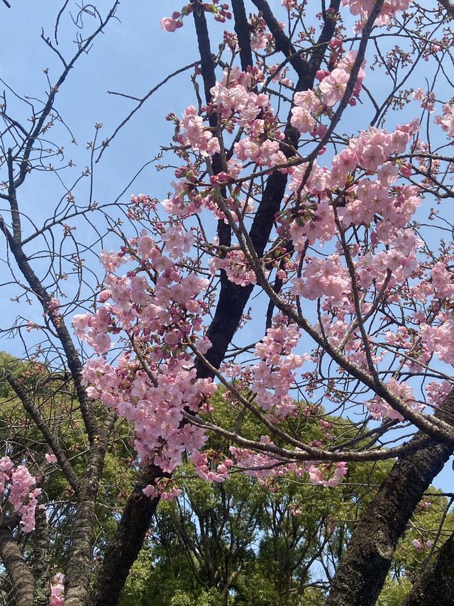 🇯🇵 โตเกียวแบบฮาๆ ของคนที่มาก่อนซากุระบานเต็มต้น