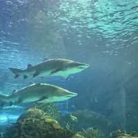 多倫多瑞普利水族館：海洋生物學與娛樂的完美融合