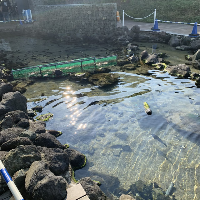 長岡花火の翌日に寄り道！癒しのうみがたり水族館❤️