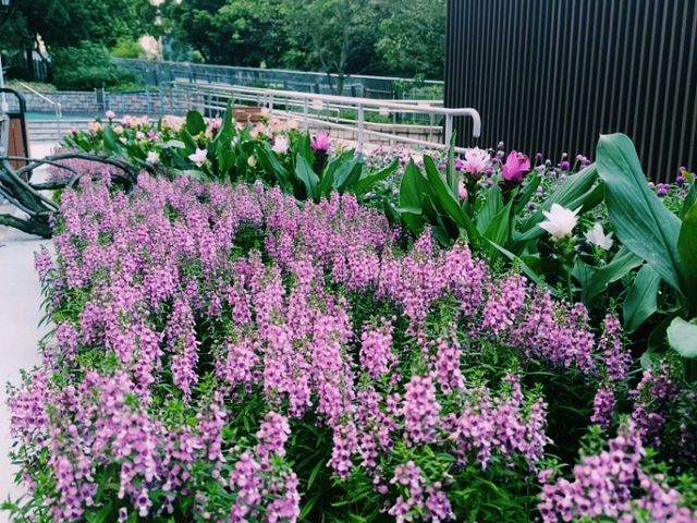 閒遊歌和老街公園 閒遊歌和老街公園