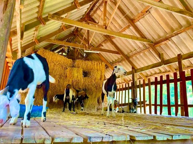 鄉村田園體驗：美蘇克農場（Mesook Farm）