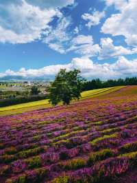 Hokkaido Summer at Farm Tomita 🌻🌺🌿 Japan 