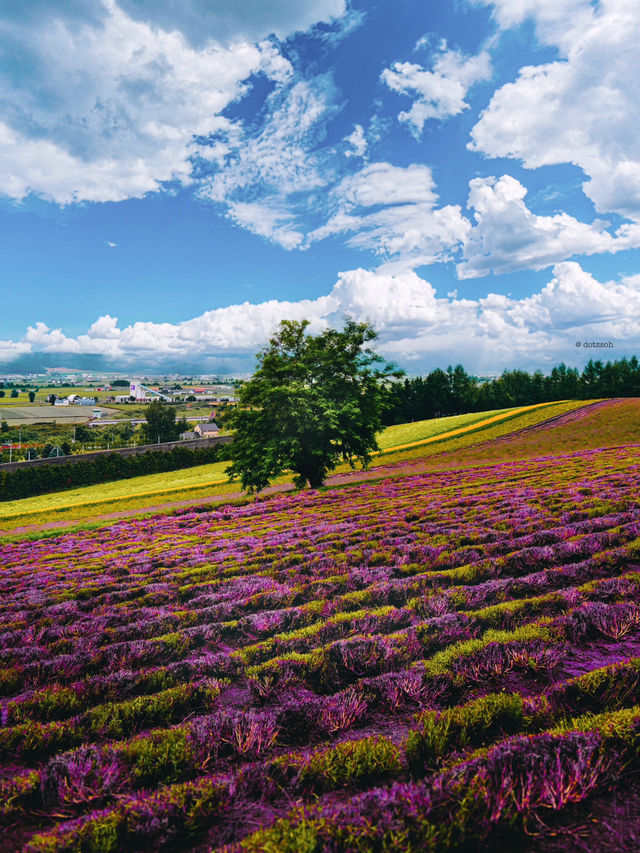Hokkaido Summer at Farm Tomita 🌻🌺🌿 Japan 