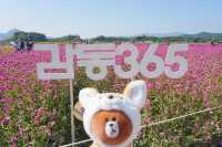 【韓國秋天好去處】🌿🍀京畿道楊州Nari公園·粉黛亂子草、波波草打卡