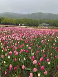 TAKINO SUZURAN HILLSIDE NATIONAL GOVERNMENT PARK.