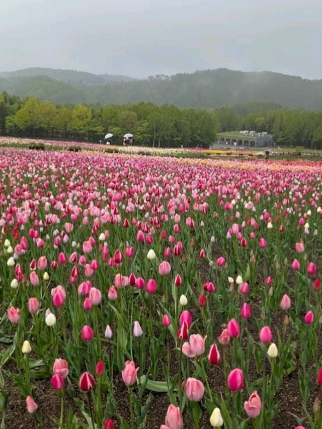TAKINO SUZURAN HILLSIDE NATIONAL GOVERNMENT PARK.