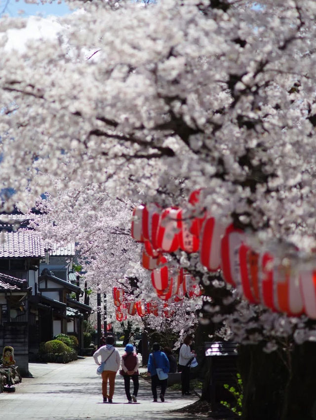  Mesmerized by the Blooming Cherry Blossoms in Kanra Town, Gunma 😍