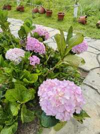 Cow Walks & Flower Blooms: A Hidden Gem at Desa Farm