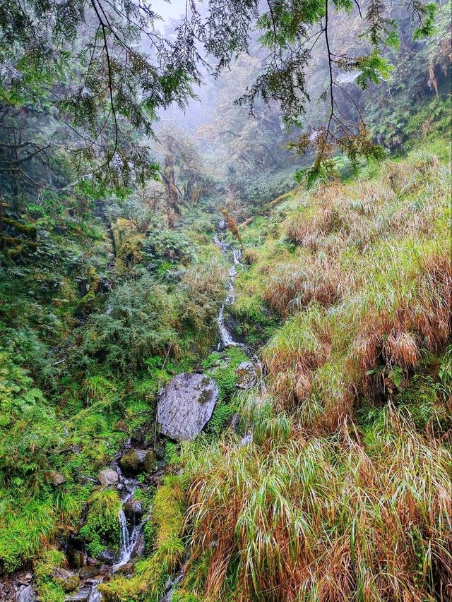 見晴懷古步道森林漫遊體驗🌳