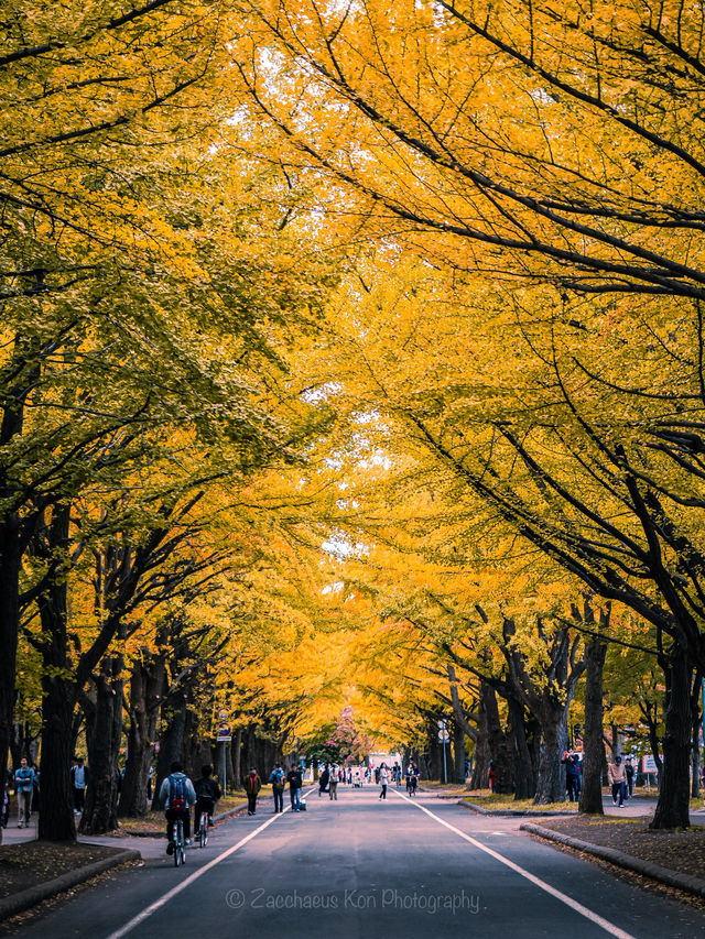 Leafy City Glow🌆 in Sapporo, Hokkaido