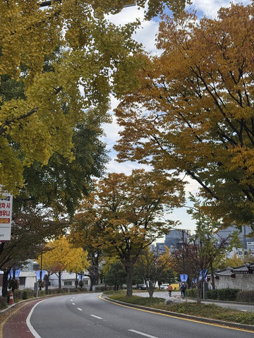 Beauty of K-Autumn 🥹