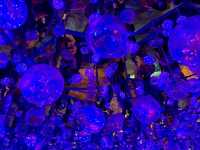 台北聖誕新景點 統一阪急百貨