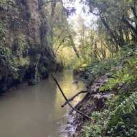 Waitomo Glowworm Caves