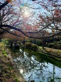 🍁 伏見十石舟:秋日泛舟,穿越時光的水上畫卷 🍂