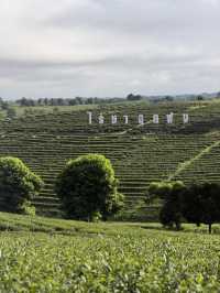 ไร่ชาฉุยฟง @เชียงราย