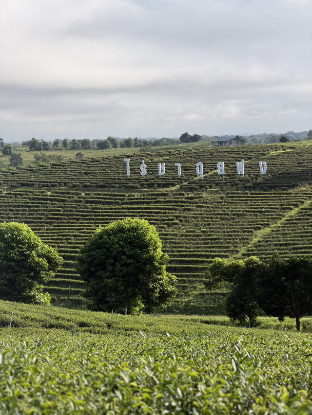 ไร่ชาฉุยฟง @เชียงราย
