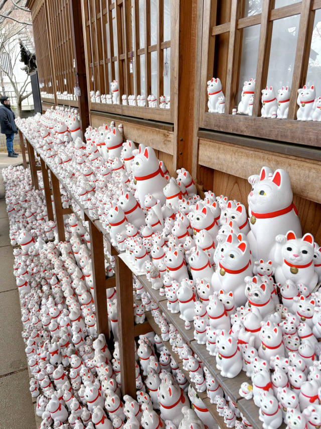 If you're looking for a place in Tokyo to escape the crowds while still being full of surprises, Gotokuji Temple in Setagaya Ward is the perfect choice! This serene ancient temple is also said to be the birthplace of the legendary lucky cat.
⛩️ Highlights at a glance:
• A spectacular sight of thousands of lucky cats:
Next to the "Hall of Blessings," you'll find thousands of white lucky cats of various sizes neatly arranged. These cats are offerings brought back by worshippers after their wishes were fulfilled. The sheer scale is a photographer's dream! 📸
• Spot the "coinless" cat:
The lucky cats here are different from the usual ones as they don't hold coins in their paws. It's said that these cats bring "connections" and "opportunities," but achieving wealth still depends on your own efforts! 💪
• Stroll through a tranquil atmosphere:
The temple grounds are peaceful and solemn, featuring not only lucky cats but also traditional Buddhist halls, a three-story pagoda, and ancient trees. Even if you're not a cat lover, this is a great place to relax and rejuvenate your spirit. 🌲

1. Buy your own lucky cat:
You can purchase your very own lucky cat at the temple's reception center. The smallest size is exquisitely crafted and makes a perfect guardian to take home.
2. How to get there:
We recommend taking the charming "Tokyu Setagaya Line" tram. If you're lucky, you might even catch the "Lucky Cat-themed train"!