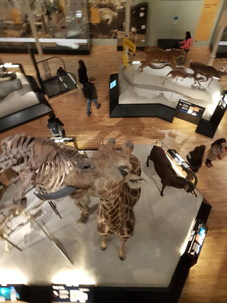 London & Edinburgh Museums 🇬🇧🏛️ Free Culture You Shouldn’t Miss