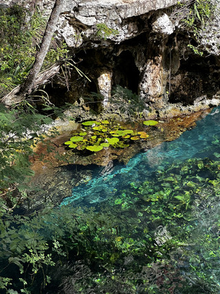 Transparent Waters and Life Shots: Dos Ojos Snorkeling Experience Review